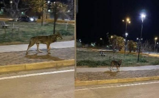 Alba Adriatica - Allarme sui social: branco di lupi in pieno centro